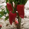 Pimientos del Piquillo Extra 18-24 Frutos