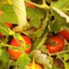 Tomate al Natural Casero